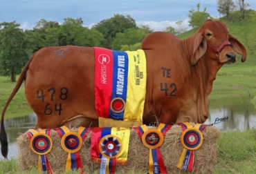 “La vaca pesa 840 kilos, tiene 52 meses de edad y está cumpliendo su actividad de donadora en el programa de Transferencia de Embriones de San Julián”, dijo Julián Cadavid. Foto: Cortesía. Vaca colombiana es la mejor de Sudamérica, madre sobresaliente, donadora, campeona, CONtexto Ganadero, noticias de ganadería colombiana.