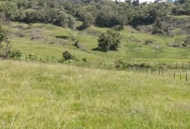 El tiempo seco los pastos pierden agua y dejan de crecer. Foto: Clasf Colombia Verano, pastos sin agua, pastos no crecen, secasez de comida, producción de leche baja, animales pierden peso, Contexto Ganadero, noticias de ganadería colombiana