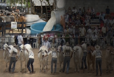 Los ganaderos perdieron miles de millones de pesos porque no pudieron vender ganado ni leche, ni tampoco pudieron hacer ferias o subastas. Foto: El Heraldo - NotiPlata Informe zona de contención fiebre aftosa año 1, zona de contención primer año, Brote de fiebre aftosa en Colombia 2017, fiebre aftosa colombia, fiebre aftosa zona contención 2017-2018, pérdidas zona contención fiebre aftosa Colombia, CONtexto ganadero, ganaderos colombia, noticias ganaderas colombia