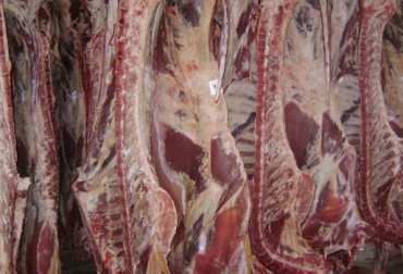 Los productores de Norte de Santander buscan alternativas para vender carne en canal. Foto: Prosegan Reunión ICA Coganor Bogotá octubre 2018, ICA norte Santander, Contrabando ganado Norte de Santander, contrabando Venezuela, Compensación carne despostada Norte de Santander 2018, Ganadería Norte de Santander 2018, zona protección norte de Santander, norte de santander, ganadería norte de santander, precios ganado Norte de Santander, Coganor, comité de ganaderos de norte santander, CONtexto ganadero, ganadería colombia, noticias ganaderas colombia
