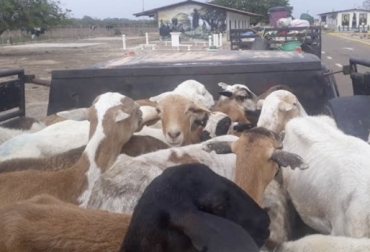 El contrabando de ovinos no está totalmente comprobado, pero tanto productores como autoridades hablan de este fenómeno. Foto: Versión Final Corderos Colombia, contrabando corderos Colombia, comercio de ovinos, producción ovinos Colombia, Instituto Colombiano Agropecuario ICA, Ministro de Agricultura Aurelio Iragorri Valencia, contrabando de ovinos en Colombia, Asoovinos, CONtexto ganadero, ganaderos colombia, noticias ganaderas colombia