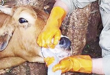Al parecer la enfermedad se manifestó en un hato de dicho municipio en 17 bovinos y un experto en sanidad animal le comunicó el caso al Instituto Colombiano Agropecuario- ICA. Foto:http://m.elmeridiano.co Estomatitis Vesicular en pacho -Cundinamarca, signos clínicos, comunicación al ICA, preocupación e incertidumbre, sanidad animal, vesículas y lesiones, CONtexto ganadero, noticias de ganadería colombiana.