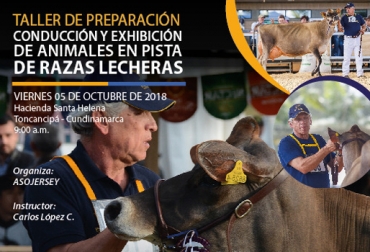 Usted podrá aprender sobre la preparación de bovinos de razas lecheras para exhibición en pista. Foto: Cortesía Taller Asojersey 2018, taller de preparación conducción y exhibición de animales en pista de razas lecheras, taller Asojersey septiembre y octubre 2018, talleres para ganaderos Colombia, capacitación ganaderos Colombia, Asojersey 2018, proyectos Asojersey, actividades Asojersey 2018, Asojersey, Fedegán Asojersey 2018, CONtexto ganadero, ganaderos colombia, noticias ganaderas colombia