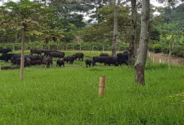 “Produzco animales Brangus de genética avanzada y de calidad ya que Colombia necesita tener producto de exportación”, dijo Bernardo Mejía. Foto: Cortesía. Producción de hembras Brangus pre ceba, mejoramiento genético, biotecnologías, flujo de caja mensual, organización, administración y comida, pastos tifton 85, leguminosas, CONtexto Ganadero, noticias de ganadería colombiana.
