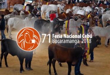 “El Congreso Mundial Brahman y la Exposición Nacional Cebú siguen adelante pero teniendo en cuenta la normatividad establecida por el ICA”, dijo Mauricio Moreno. Foto: asocebu.com Congreso Mundial Brahman, Exposición Nacional Cebú, medidas sanitarias, actividades ganaderas, ganado desde Venezuela, irresponsabilidad, riesgo de patrimonio, riesgo ganadero, CONtexto ganadero, noticias de ganadería colombiana.