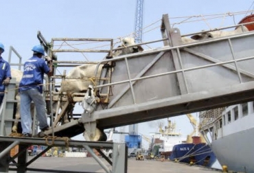“Países importadores no tienen problemas de recibir el ganado bovino enviado desde Colombia”, dijo Roberto Dulcey. Foto: Vanguardia Liberal Bovinos enviados en barco al Líbano, sin problema, cuarentena, inspección, destinos sin problema, ninguna notificación de cierre de mercados, CONtexto Ganadero, noticias de ganadería colombiana.
