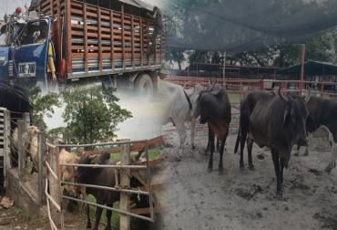 Fedegán estima que el contrabando de ganado es un negocio de $1,2 billones al año. Foto: arauca247.com - areacucua.com - hsbnoticias.com Contrabando de ganado bovino, fiebre aftosa, frontera con Venezuela, ganado desteto, novillas de levante, Arauca, Meta, frontera con la Guajira, río Meta, ganado libre de marca, cachilapean, modifican hierros, Polfa, CONtexto Ganadero, noticias de ganadería colombiana.