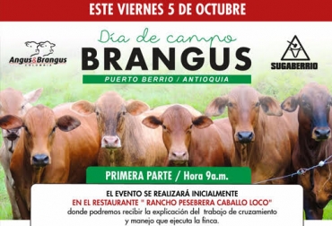 “Durante el día de campo mostrarán alternativas de cruces con Angus y Brangus”, dijo Felipe Echeverry. Foto: Cortesía. Día de campo Brangus, cruces de Angus, Cruces de Brangus, Cría y levante, Ceba, haciendas las Pampas, Puerto Berrio, hembras de levante, novillas preñadas, vacas paridas, las paridas Angus, segmentos productivos, suplementación, CONtexto Ganadero, noticias de ganadería colombiana.