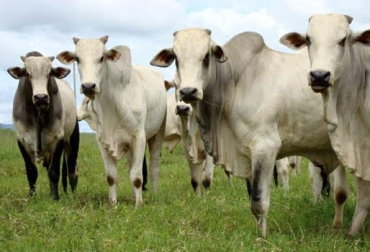 “En Nicaragua se logra obtener animales de 450 kilos en 30 meses”, dijo Luis Noe Ortega. Foto: La Voz del Sandinismo Ganadería de Nicaragua se compone de hembras, produce carne y leche, doble propósito, carne sin marmóreo, rendimiento en canal, bovinos precoces, cría cada 15 meses, CONtexto Ganadero, noticias de ganadería colombiana.