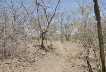 “La extensa sequía ha generado serías complicaciones por la falta de comida para el ganado”, dijo Hernando Valderrama. Foto: Juan Pablo Acevedo Verano dificulta la ganadería del Huila, suplementos alimenticios, silo, escasez de comida, ceba difícil, producción se contrae, pérdida de peso, bajas precipitaciones, sequia, Contexto Ganadero, noticias de ganadería colombiana.