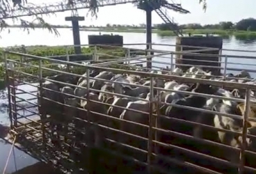 “Con un costo de $5 millones movilizó por carretera 50 reses mientras por vía marítima puedo transportar 200”, dijo Cristian con ese mismo costo, afirma Cristian Céspedes. Foto: Youtube Movilización de bovinos por río Meta, ahorro en tiempo y dinero, bienestar animal, riesgos por transporte, vía terciaria en invierno, costo beneficio, CONtexto Ganadero, noticias de ganadería colombiana.