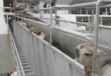 “Productores tienen que vender los bovinos pequeños que se encuentran en la etapa de pre ceba caros, y a su vez, los terminados -gordos- baratos”, dijo Wilson Salazar. Foto: El Universal Embarcan ganado en pie de pre ceba y ceba, Oriente Medio, no compran bovino gordo terminado, llevan dos terneros, compra de ganado pequeño, cebadores, precio de terminado es igual al del ternero, CONtexto Ganadero, noticias de ganadería colombiana.