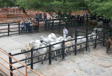 “Establecer una contención, una zona de cuarentena para poder traer ganado del interior hacia la Costa Caribe”, solicitó Miguel Torres Badin. Foto: vanguardia.com Panorama de preocupación e incertidumbre, fiebre aftosa, reacción de gremios y productores, zonas de cuarentena, control ganado, control, contrabando, llamado a las autoridades, fiebre aftosa en cerdos, problemas internos ICA y Policía Nacional, CONtexto Ganadero, noticias de ganadería colombiana.