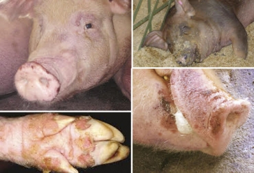 El virus se presentó en porcinos y la aftosa no se va a acabar mientras no se controle el ingreso de estos animales que proceden de Venezuela”, dijo Jesús Emilio Herrera. Foto: Agropecuaria - WordPress.com - 3tres3.com - cfsph.iastate.edu Temor por cuarentena e impacto económico, ganaderos de Valledupar, cepa diferente, contaminación causada por porcinos, ganado de contrabando, animales son legales, desabastecimiento de carne, queso de contrabando, CONtexto Ganadero, noticias de ganadería colombiana.