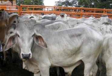 Perspectivas de exportación del Cesar, Santander, Nordeste antioqueño y Norte de Santander, se truncarían por el tema de sanidad animal”, dijo Jaime Clavijo. Foto: Vanguardia Liberal En Santander temen perdida de negocios, productos cárnicos, carne en canal, ganado en pie, fiebre aftosa, contrabando en Arauca, CONtexto Ganadero, noticias de ganadería colombiana.