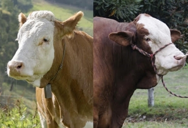 “Cuando estaba abierto el mercado un animal desteto de 8 o 9 meses se negociaba en $ 5 millones y hoy en día se vende en $ 2 millones y medio”, dijo Filippo Rapaioli. Foto: Fedegán Pérdidas de $2.500 millones en un año, Asosimmental, productores de genética, situación financiera difícil, venta de machos, apoyos al gobierno, ampliación de la Zona de Contención, CONtexto Ganadero, noticias de ganadería colombiana.