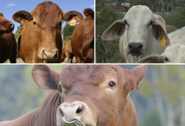“El Trihíbrido genera carne abundante y de buena calidad”, dijo Miguel Albarracin. Foto: Fedegán. Cruce de F1 Angus por Brahman y por Senepol, raza compuesta, recurrente en Brasil, productor de carne. Carne en volumen y calidad, animal resistente, CONtexto Ganadero, noticias de ganadería colombiana.