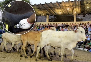 “Vacunar en Subastas es una medida para no afectar la comercialización de ganado en los departamentos de Antioquia, Córdoba y Sucre”, solicitó Daniel Cadavid. Foto: Infocampo - El Universal Vacunar en subastas, generar confianza, comercialización, generar tranquilidad, propiciar confianza, recuperar tendencia de precios, CONtexto Ganadero, noticias de ganadería colombiana.