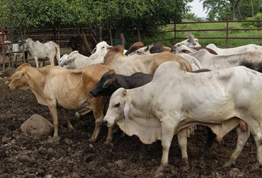 En Santander fortalecen las medidas para evitar el ingreso de la enfermedad. Foto: Gobernación de Santander. aftosa, aftosa colombia, Fiebre aftosa, fiebre aftosa en Colombia, fiebre aftosa 2018, Aftosa en Cesar, aftosa en boyacá, Gobernación de Santander, Gobernación de Risaralda, Ganadería, ganadería colombia, noticias ganaderas, noticias ganaderas colombia, CONtexto ganadero
