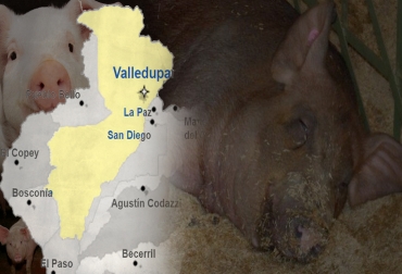 La enfermedad fue detectada en un predio de porcinos en Valledupar, así lo confirmó el ICA. Foto: cesar.gov.co - Actualidad Porcina - upcoming.nl - Agropecuaria - WordPress.com. aftosa, aftosa cesar, aftosa valledupar, aftosa porcinos, Fiebre aftosa, fiebre aftosa colombia, fiebre aftosa 2018, ICA, ica colombia, deyanira barrero, Gerente General del ICA, Ganadería, ganadería colombia, noticias ganaderas, noticias ganaderas colombia, CONtexto ganadero