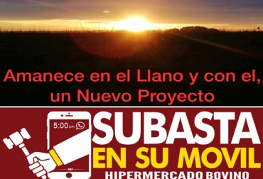 En la primera edición de 'Subasta en su móvil' se comercializaron 3 lotes de 38 ejemplares. Foto: Cortesía Subasta en su móvil, subasta por Whatsapp, hipermercado bovino, venta de ganado, venta de ganado por Whatsapp, venta de ganado en Colombia, comprar ganado, comprar vacas, vender vacas, comercialización de ganado, hipermercado bovino subasta en su móvil, CONtexto ganadero, ganaderos Colombia, noticias ganaderas Colombia