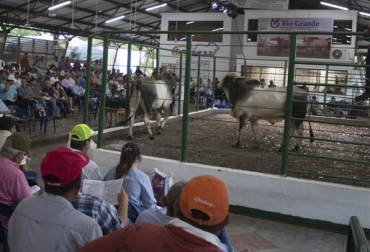 Al remate asistieron más de 400 ganaderos de todo el país para adquirir los mejores bovinos de Ganadería Río Grande. Foto: Subastar Subastar octubre 2018, Gran Remate Ganadería Río Grande 2018, Córdoba sin Fronteras, Subastar S.A., córdoba, Subastas por internet, Venta de ganado, FundHorizontes, resultados remate Ganadería Río Grande 2018, CONtexto ganadero, ganaderos colombia, noticias ganaderas de colombia