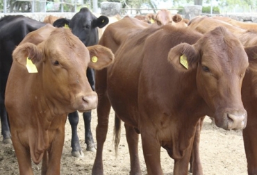 Con esta propuesta se busca trazar una cifra cercana a los 8 millones de bovinos y bufalinos en 2019. Foto: ica.gov.co Estrategia trazabilidad bovina Identifica, aumento de trazabilidad bovina, estrategia trazabilidad bovina, trazabilidad identificación bovina Colombia, Programa Identifica, avances trazabilidad bovina, anuncios del MinAgricultura trazabilidad, avances de trazabilidad, trazabilidad bovina colombia, trazabilidad bovina noticias, trazabilidad bovina ica colombia, trazabilidad bovina fedegán, trazabilidad bovina ica avances, CONtexto ganadero, ganaderos colombia, noticias ganaderas colombia