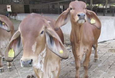 En lo corrido de 2018 se han identificado más de 350 mil ejemplares bovinos y bufalinos. Foto: ica.gov.co Cifras Identifica septiembre 2018, trazabilidad bovina Identifica septiembre 2018, avances trazabilidad bovina, anuncios del MinAgricultura trazabilidad, avances de trazabilidad, trazabilidad bovina colombia, trazabilidad bovina noticias, trazabilidad bovina ica colombia, trazabilidad bovina fedegán, trazabilidad bovina ica avances, CONtexto ganadero, ganaderos colombia, noticias ganaderas colombia