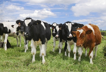 Según el ICA, el 100% de los bovinos de la ZAV están totalmente chapeteados. Foto: Fedegán Trazabilidad ZAV 2018, ICA identifica 2018, Instituto Colombiano Agropecuario ICA, programa IdentifICA Zona Alta Vigilancia, identifica Arauca, identifica Vichada, identifica Boyacá, trazabilidad bovina zona alta vigilancia, chapetas de bovinos en Colombia, trazabilidad bovina en Colombia, aftosa Colombia 2018, CONtexto ganadero, ganaderos colombia, noticias ganaderos Colombia