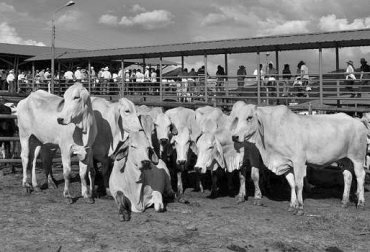 La feria de San Juan del Cesar se realizará hacia finales de enero, mientras que la exposición de Girardot fue cancelada. Foto: Vanguardia Liberal Ferias ganaderas de Colombia en diciembre 2018, Feria Ganadera de San Juan del Cesar 2018, Corporación Feria Ganadera y Agroempresarial de San Juan del Cesar, Feria ganadera Guajira, Feria ganadera San Juan del Cesar Guajira, Fedegán, feria ganadera de Girardot 2018, feria ganadera, CONtexto ganadero, ganaderos colombia, noticias ganaderas Colombia