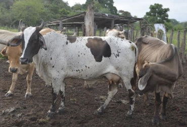 “El ganado lo sacan de la finca y se lo llevan para otra parte, y ahí, los sacrifican y los despojan de sus carnes”, dijo José Domingo Cuello Daza. Foto: La Guajira Hoy.com Hurto de ganado, municipios de la Guajira, abigeato no cede, gente experta, delincuencia organizada, CONtexto Ganadero, noticias de ganadería colombiana.