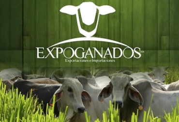 “Precio de ganado tiene tendencia hacia la baja a nivel mundial movido por la oferta y la demanda en el mercado”, dijo Miguel Dulcey. Foto: Flickriver - expoganadosinternacional.com Expoganados exportará 18.300 cabezas de ganado, bovinos con destino a Egipto e Irak, precio con tendencia a la baja, merma precio a nivel mundial, precio de Colombia es favorable, exportara carne a Jordania, precio depende de política cambiaria, CONtexto Ganadero, noticias de ganadería colombiana.