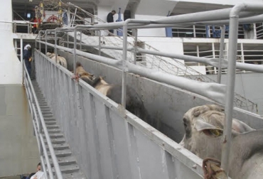 “No hay demanda por el ganado bovino en pie producido en Colombia en el exterior”, dijo Wilson Salazar. Foto: eluniversal.com.co No hay quien compre ganado en pie, pérdida de estatus sanitario, no hay demanda de ganado, políticas cambiarias, devaluación, Turquía, Brasil, origen y destino, rentabilidad, CONtexto Ganadero, noticias de ganadería colombiana.