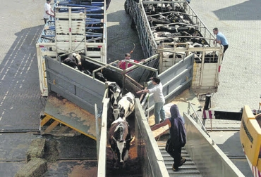 “Albergamos el ganado en las mismas fincas y estamos pendientes de proporcionarles una nutrición adecuada y balanceada durante un año y medio”, dijo Wilson Salazar. Foto: carve850.com.uy Exportador acude a la compra y ceba, ganancia diaria de peso, compra de ganado pequeño, ganado en pie, falta de interés de los mercados, exportaciones abiertas, pérdida de confianza, crisis sanitaria, ganar kilos para vender después.