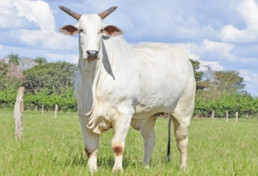 Pie de foto “Se nos abrió un campo espectacular en el mundo de la genética bovina Nelore”, dijo Gabriel Jaramillo. Foto: Nelore: Centro el Remanso Desarrollar genética es el negocio, Nelore ciclo corto, reducir tiempos de producción, hembras preñadas a los 10 meses de edad, producción de comida, certificado CEIP, CONtexto Ganadero, noticias de ganadería colombiana.
