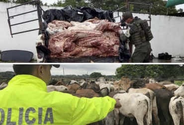 “Polfa ha decomisado carne y ganado de dudosa procedencia por $2.411 millones entre enero y noviembre de 2018”, dijo el Brigadier General, Juan Carlos Buitrago Arias. Foto: La Opinión - atlinnovacion.com Aprehensiones de ganado bovino y de carne, Polfa, ganado ilegal, carne de dudosa procedencia, decomiso, Contexto Ganadero, noticias de ganadería colombiana.