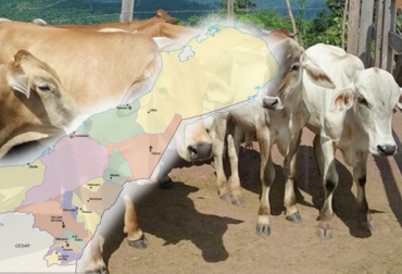 4 municipios de La Guajira están bajo cuarentena por la aparición del virus de fiebre aftosa en Maicao. Foto: El Pilón - geoportal.dane.gov.co fiebre aftosa en la guajira, fiebre aftosa en maicao, ICA, ica colombia, aftosa la guajira, aftosa maicao, Nuevo foco de aftosa, cuarentena La Guajira, cuarentena fiebre aftosa La Guajira, Maicao Guajira, segundo foco primario, zona de frontera con Venezuela, Asogagua, Ganaderos de La Guajira, CONtexto ganadero, ganaderos colombia, noticias ganaderas colombia