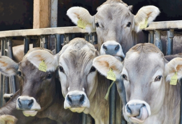 La comparación de los datos corresponde a los informes publicados por el programa IdentifICA en su sitio web. Foto: tierra.org Cifras Identifica octubre 2018, trazabilidad bovina Identifica octubre 2018, avances trazabilidad bovina, anuncios del MinAgricultura trazabilidad, avances de trazabilidad, trazabilidad bovina colombia, trazabilidad bovina noticias, trazabilidad bovina ica colombia, trazabilidad bovina fedegán, trazabilidad bovina ica avances, CONtexto ganadero, ganaderos colombia, noticias ganaderas colombia