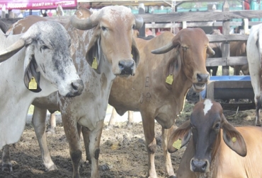 Para los productores, es urgente trazar a todo el inventario bovino del departamento, petición que fue escuchada por la directora del ICA, Deyanira Barrero. Foto: ica.gov.co Trazabilidad Arauca 2018, Identifica Arauca, programa Identifica Arauca, problemas con trazabilidad en Arauca, chapetas ganado Arauca, DIN, confusión de sexo en ganados de Arauca, problemas con las chapetas en Arauca, sector ganadero de Arauca, ganaderos de la sabana araucana, ICA en Arauca, CONtexto ganadero, ganaderos colombia, noticias ganaderos Colombia