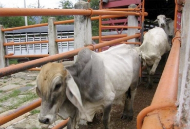 Productores en el sur de La Guajira denunciaron el alza en el número de bovinos que llegan de contrabando desde Venezuela. Foto: Vanguardia Liberal Carne ilegal La Guajira, venta ilegal de carne La Guajira, Guajira sacrificio clandestino, Ganadería, ganadería colombia, noticias ganaderas, noticias ganaderas colombia, inseguridad, inseguridad en La Guajira, Robo de ganado, robo de ganado en La Guajira, abigeato en La Guajira, plantas de sacrificio en la guajira, mataderos de ganado en la guajira, San Juan del Cesar, Contrabando de ganado, CONtexto ganadero