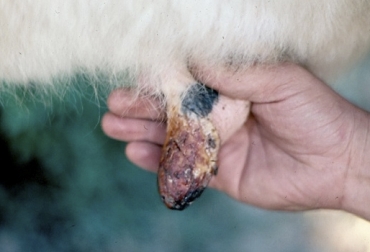 La estomatitis vesicular es una enfermedad que puede confundirse con la fiebre aftosa, de ahí que hace parte de las enfermedades de control oficial del ICA. Foto: Perulactea Vacuna contra estomatitis vesicular, venta de vacuna estomatitis vesicular, vacuna estomatitis vesicular Colombia, Estomatitis vesicular, costos asociados a la estomatitis vesicular, pérdidas que ocasiona la estomatitis vesicular, Fiebre aftosa, Colombia estomatitis vesicular, Vecol, Vacunas Vecol, Ganadería, Ganadería colombiana, noticias ganaderas, noticias ganaderas colombia, CONtexto ganadero