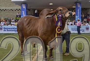 No se pierda estas importantes actividades pecuarias que se desarrollarán a lo largo del 2019. Foto: Agronegocios.co - CONtexto ganadero Eventos ganaderos del 2019, Eventos ganaderos 2019, ferias ganaderas 2019, eventos ganaderos Colombia 2019, ferias ganaderas Colombia, actividades ganaderas Colombia, Agroexpo 2019, Expo Malocas 2019, Asociaciones de razas bovinas en Colombia, Feria Nacional Cebú 2019, Feria Ganadera de Montería, CONtexto ganadero, ganaderos Colombia, noticias ganaderas Colombia