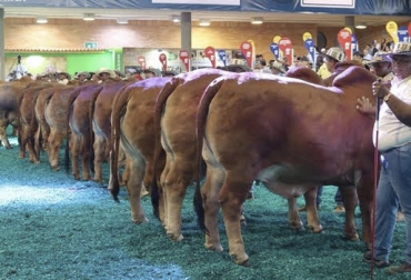 “Se llevó a cabo el remate de ganado de alta selección genética”, informó Asocebú. Foto: facebook.com/Asocebucolombia Feria Nacional Cebú, asistencia de visitantes, ganaderos, Bucaramanga, campeones y campeonas, gran reservado, mejores criadores, CONtexto ganadero, noticias de ganadería colombiana.