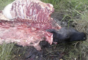 “Hay sacrificio de ganado bovino en potreros y a las orillas de las quebradas con la mayor insalubridad posible”, dijo Luis María Roullé. Foto: nuevaimagencolombiana.com.co Medidas de salubridad, Decreto 1500, conservación de la carne, cadena de frío, sacrificio clandestino, plantas tipo exportación, problema social, Invima, control a expendios, CONtexto ganadero, noticias de ganadería colombiana.