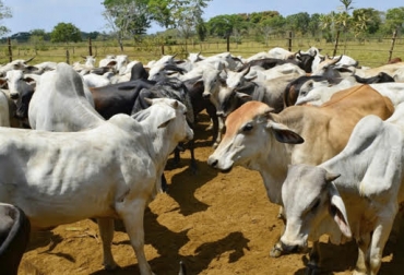 “Productores tienen el ganado listo para sacarlo a comercializar”, dijo Hernán Araujo Castro. Foto: elestimulo.com Sobre oferta de ganado, mayor reducción de precio, desplome de precios de novillos, retención de animales, cuarentena, cierre de expendios, contracción del consumo, reducción de precio no llega al consumidor, CONtexto ganadero, noticias de ganadería colombiana.
