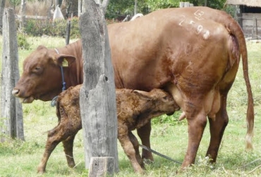 “Tanto el mejor desempeño reproductivo, como el aumento del peso al destete significó un aumento en los ingresos del hato”, dijo Felipe Aristizabal. Foto: abc.com.py Cómo reducir el intervalo entre partos, aumento de tasa de natalidad, eje cafetero, división de potreros, finca de cría, unión de lotes de producción, periodo de ocupación de dos días, periodo de descanso entre 40 y 50 días, producción sin fertilización, disminución de intervalo entre partos, aumento de tasa de natalidad, CONtexto ganadero, noticias de ganadería colombiana.