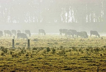 “Es un fenómeno cíclico y usualmente afecta la producción de leche y el ganado reduce su ganancia diaria de peso ante la menor oferta de alimento”, dijo Carlos Jairo Gómez Torres. Foto: Ideam Heladas, cambio climático, verano, altas temperaturas, pasturas afectadas, pasturas sin poder nutritivo, Cundinamarca y Boyacá, disminución productiva, CONtexto ganadero, noticias de ganadería colombiana.