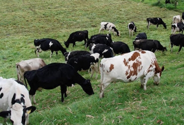 “Es entendible que por el hecho que llega el verano, es necesario disminuir el número de animales, pero la recomendación es esperar”, dijo Filipo Rapaioli. Foto: Actualidad Ganadera Intermediarios aprovechan, cierre de mercados externos, bajos precios, exceso de ganado, sacrificio descendente, cantidad de ganado, descargar al final de diciembre, Fenómeno de El Niño, CONtexto ganadero, noticias de ganadería colombiana.