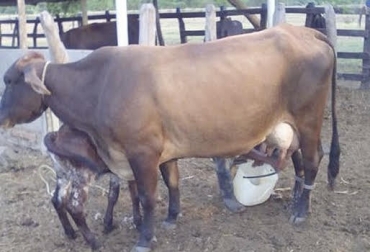 “La reducción de leche, que se calcula sería de 8.000 litros diarios, tiene preocupados a los ganaderos”, dijo Edgar Solano Suárez. Foto: Suganado.com Verano en el Magdalena medio, disminución de leche, reducción de la producción, preocupación, costo de suplementos, alto costo de concentrados, se temen incendios, CONtexto ganadero, noticias de ganadería colombiana.