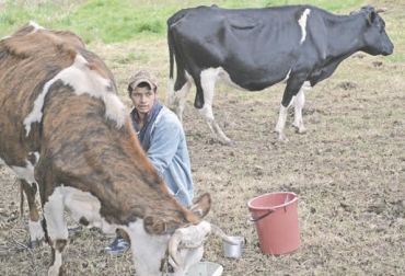 “El precio de la leche en el Valle de Ubaté no tiene homogeneidad. Oscilan entre $900 y $1.300 el litro”, dijo Giovanni Pinilla. Foto: lavilla.com.co Valle de Ubaté, expectativa, heladas, factores climáticos, precio pagado al productor, CONtexto ganadero, noticias de ganadería colombiana.